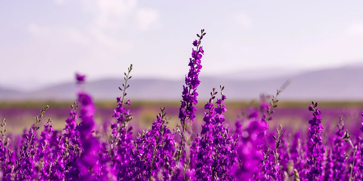 Bakuchiol: Why It’s Not Actually a Retinol Replacement