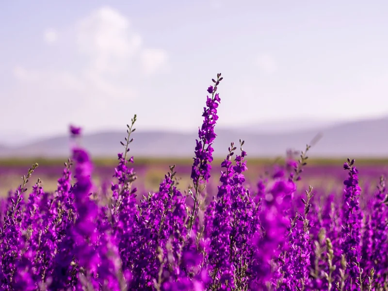 Bakuchiol: Why It’s Not Actually a Retinol Replacement